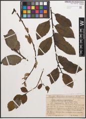 Foto von Salix caprea L. x Salix nigricans Sm.